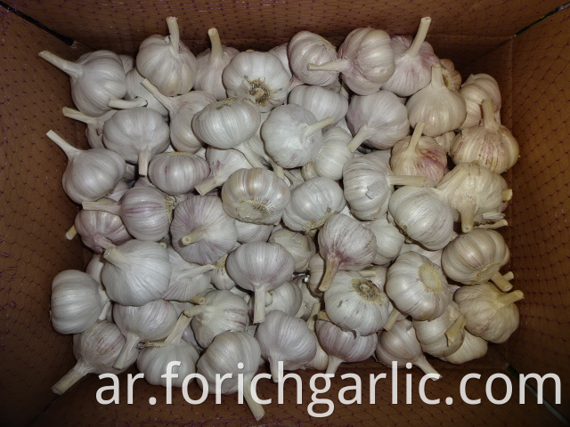 Normal Garlic Best Price